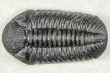 Prone Pedinopariops Trilobite - Mrakib, Morocco #287717-1